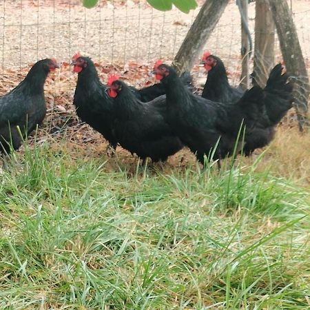 Conne-de-Labarde Gite "La Grange Aux Oiseaux" Domaine De Fonpeyroune מראה חיצוני תמונה